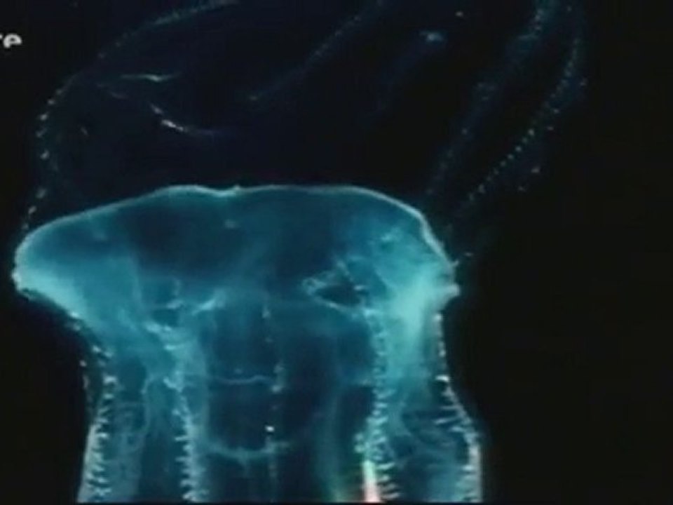 Dans les profondeurs du détroit de Messine 2