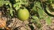 Citrus greening attacks famous Florida oranges