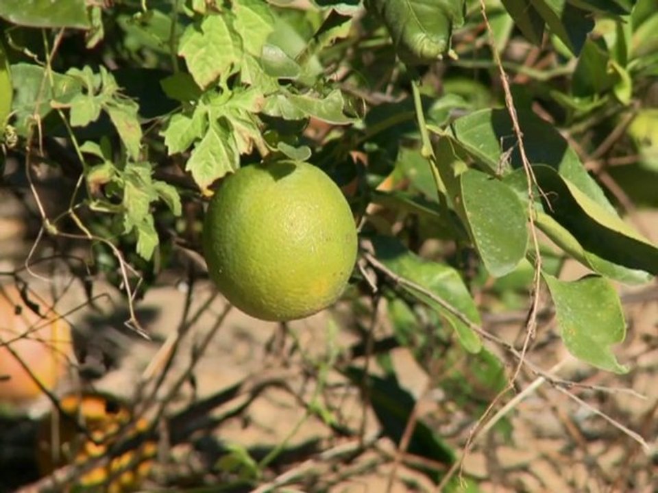 Citrus greening attacks famous Florida oranges