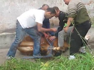 كيفية إعداد وتجهيزالعجل لذبح