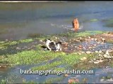 Barking Springs Dog Ranch| Boarding and Kennels