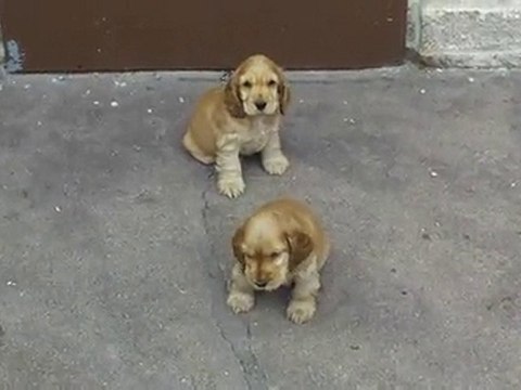 Portée chiots Valse à 1 mois 1/2