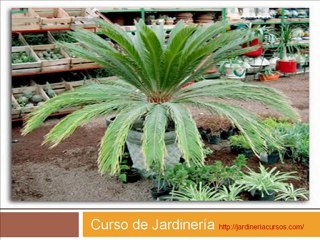 Jardineria - Jardineria Curso - Curso Jardineria
