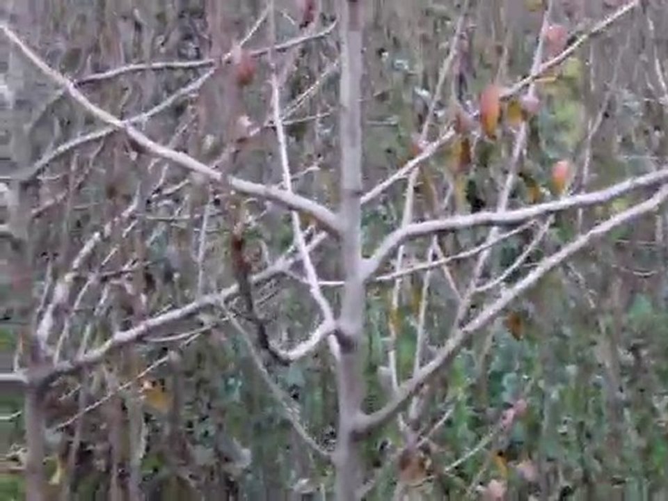 2 yaşında Bodur Deveci Bahçesi -1