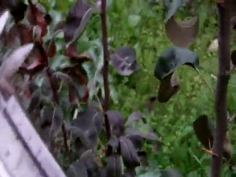 6 aylık Bodur Deveci Armudu fidanı -1