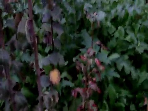 6 aylık Bodur Deveci Armudu fidanı -2