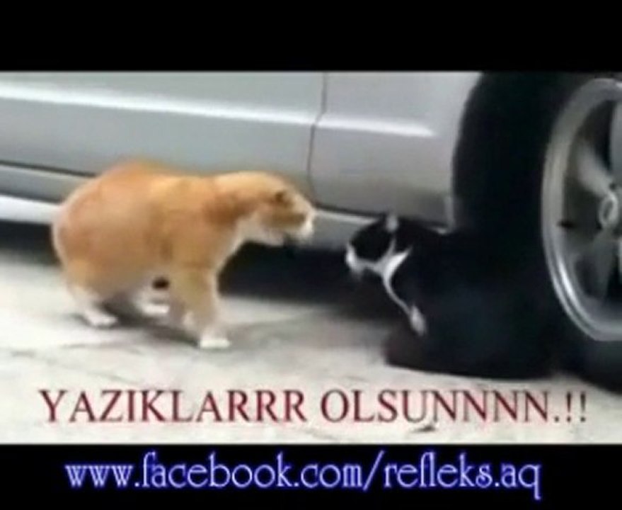KEDİLER