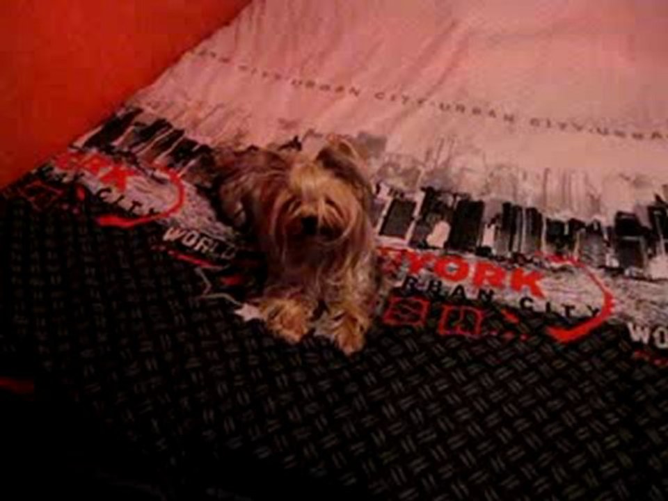 Mon yorkshire fait roulé-boulé www.le-yorkshire.fr