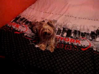 Mon yorkshire fait roulé-boulé www.le-yorkshire.fr