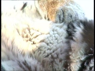 Tigre: 13 pays au chevet d'un félin menacé