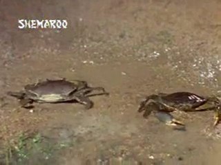 Humjoli (1970) Hai Reh Hi-Neend Nahi Aeyeh-Tropic Of Cancer