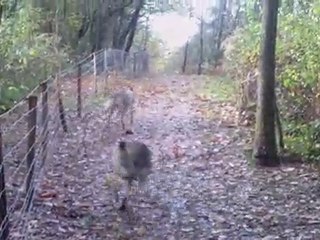 chien loup tchecoslovaque furcas et kazakh