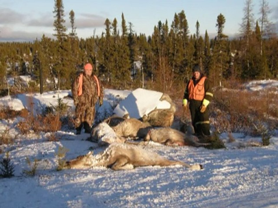 Caribous 2010