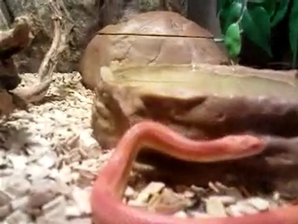 MOV039