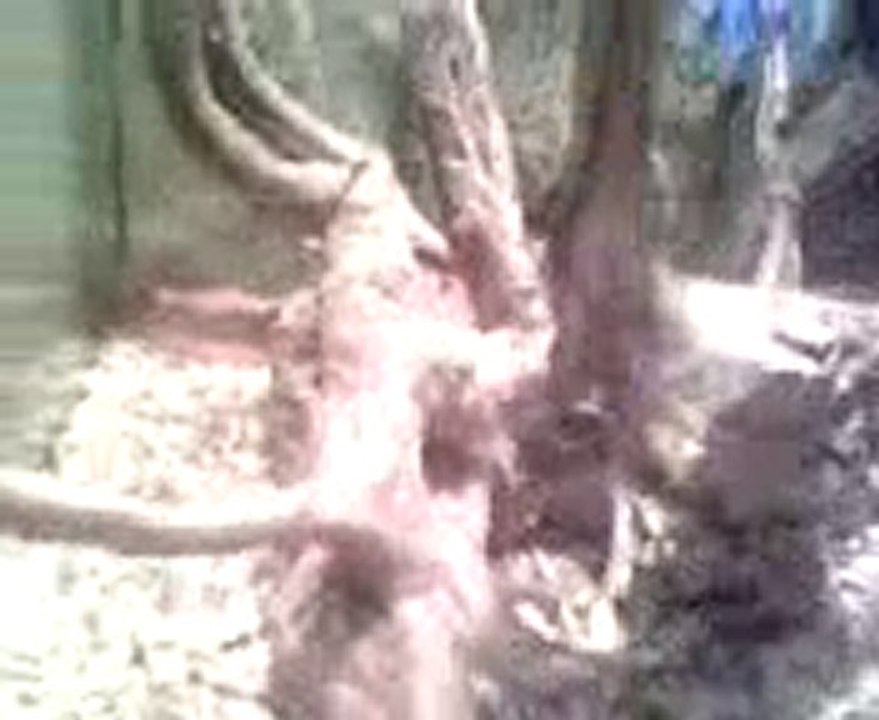 MOV0009A