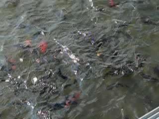 Poissons rouge et barbottes