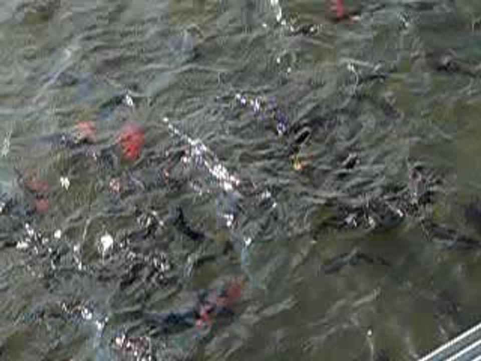 Poissons rouge et barbottes