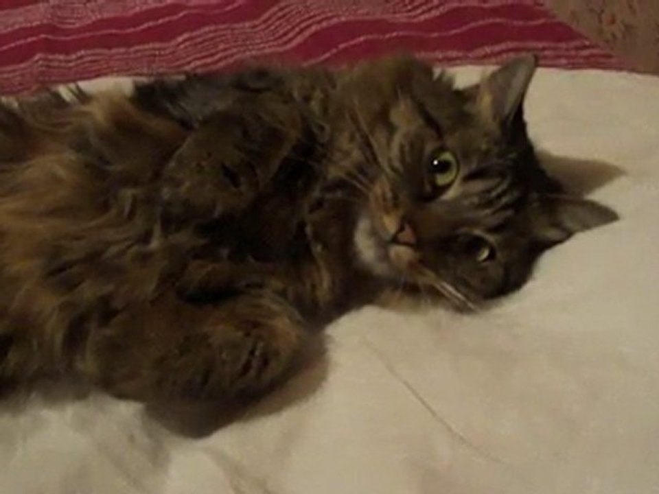 chipie
