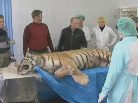 Застрелили редкого амурского тигра