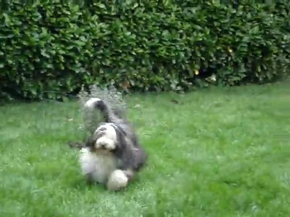 Chinook à la maison