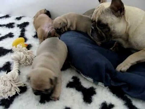 Chiots 2010 Apple et Arthur, 18 jours