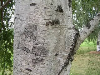 YARAB AL CANIMI - EMRAH YILDIRIM