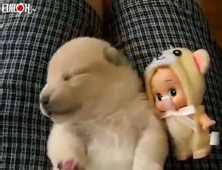 EVILOX_chiot-reve-sommeil