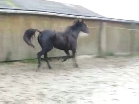 Ecuries du Nevez Quatarina trot