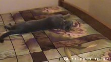 Natali-russian blue cats