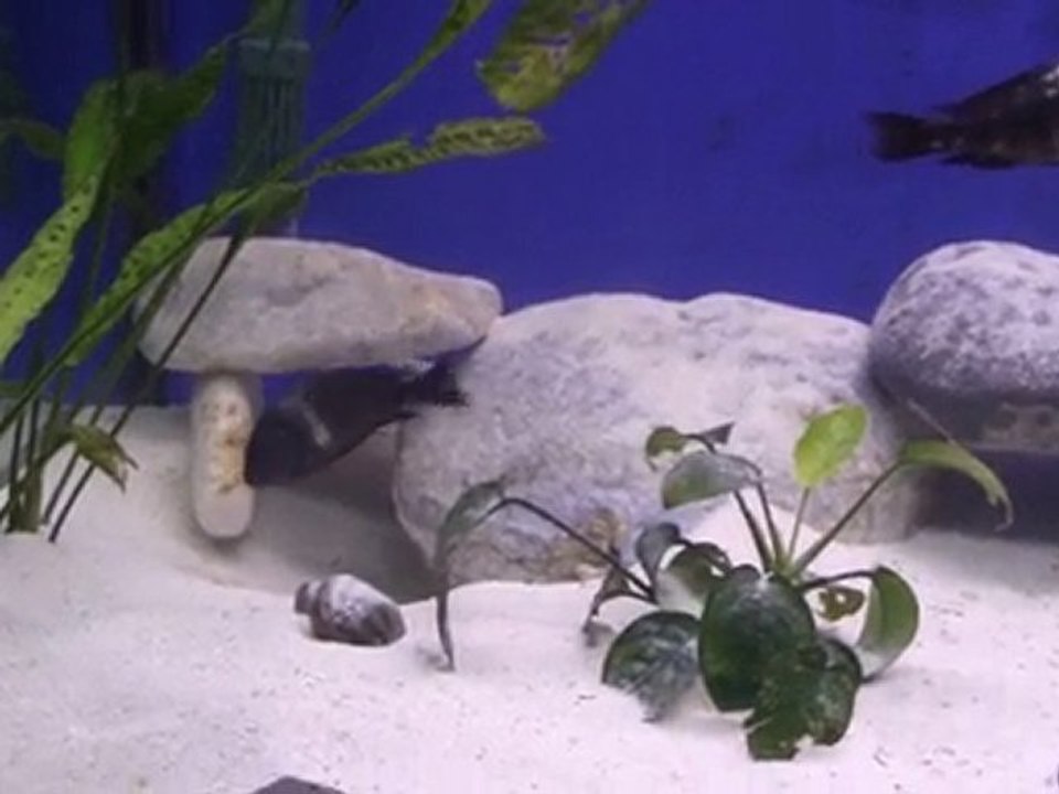Tropheus Duboisi Halembe