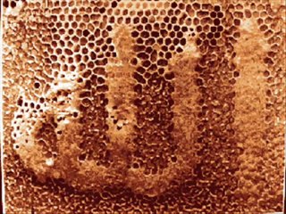 Les Miracles d'Allah 🌙