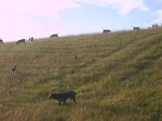 Les chiens se détendent  un peu avant le départ de la chasse