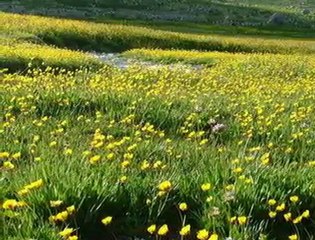 MİHRİCAN BAHAR - YAYLADANMI GELİYON