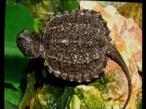 Exemples de fossiles vivants: Tortue