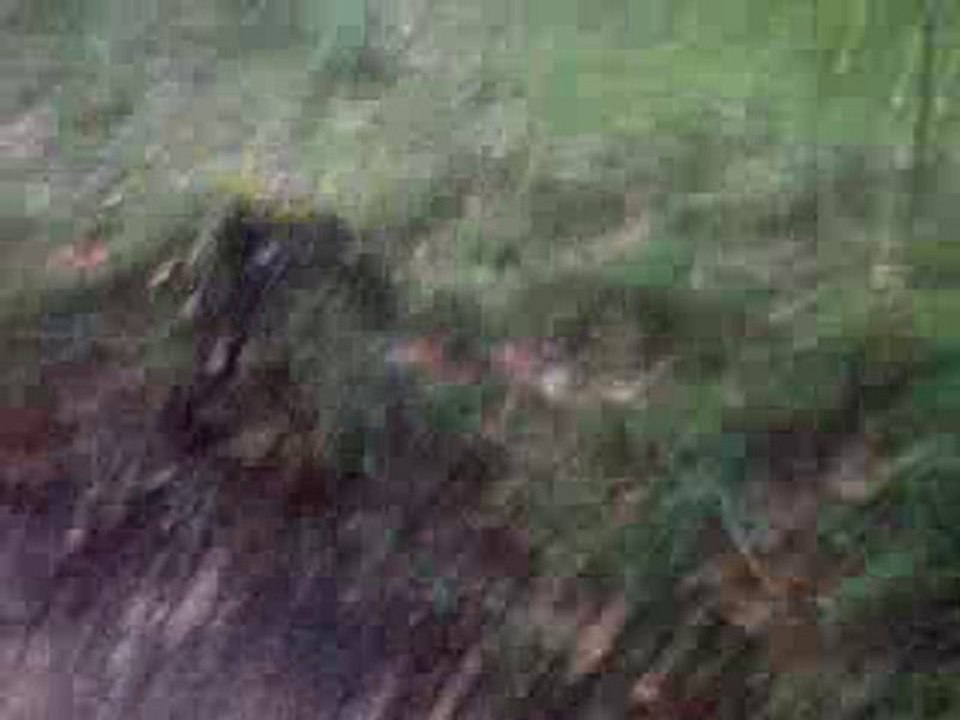 Au pas dans les bois de bénac nov 2010