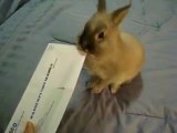 Lapin postier