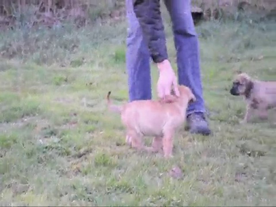 Femelle fauve claire