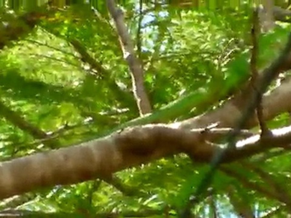 iguane