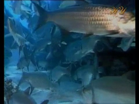 Exemples de fossiles vivants: Harengs