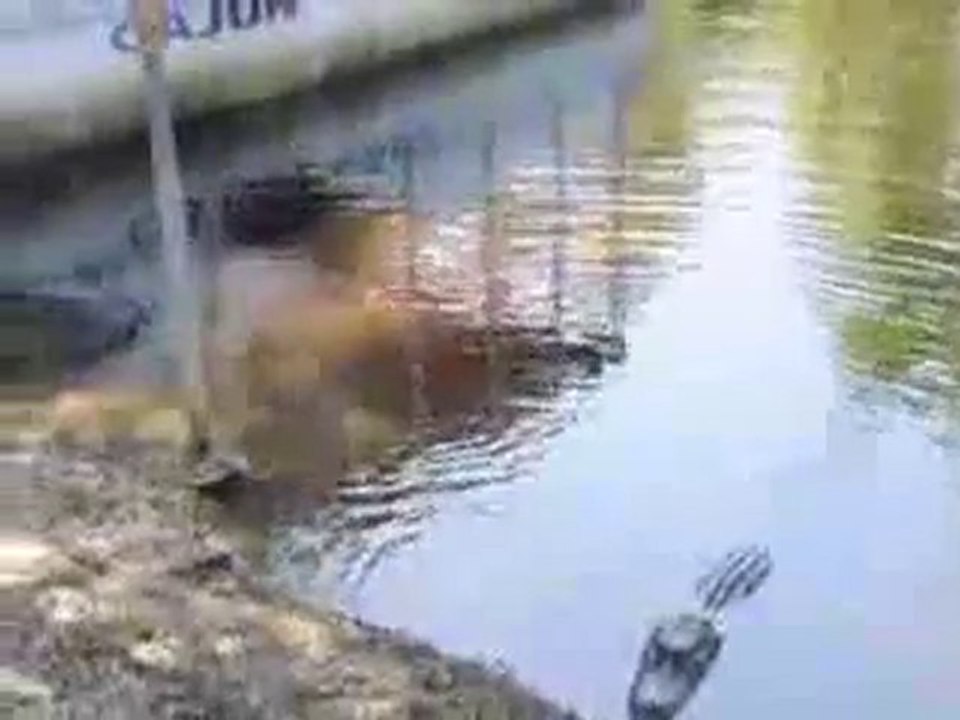 Chat vs Crocodile
