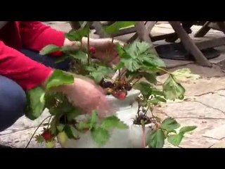 July 25/10 Senga's Vlog - Where Can You Grow Strawberries?