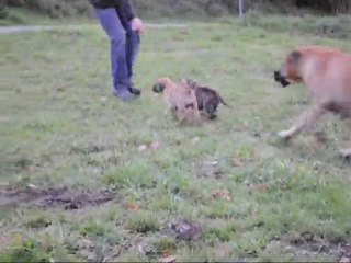 Femelle Fauve Foncée