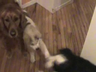 La récréation des toutous