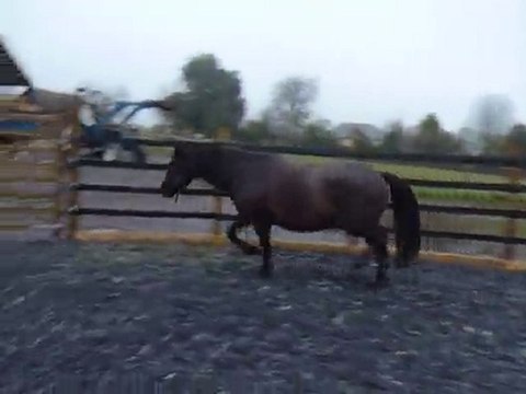 Quiator teste le rond de longe