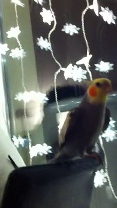 Hope s'entraine a la cucarracha