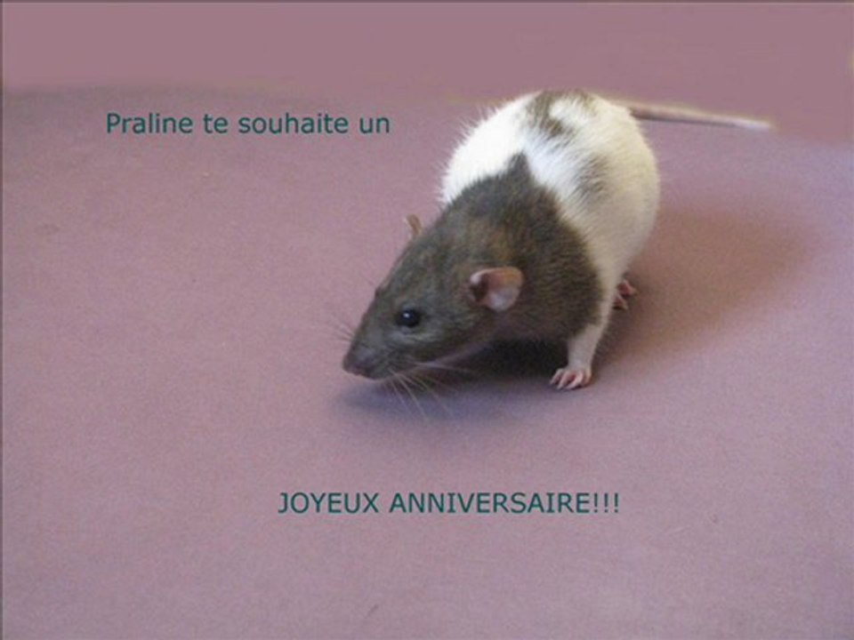 Video Anniversaire Drunk Dog