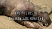 Cryptid Sighting Montauk Monster July 13 2008 UNSOLVED
