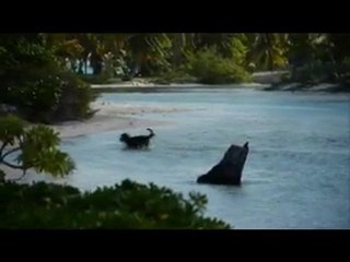 Uri paumotu (Tuamotu, Polynésie française - Juillet 2010)