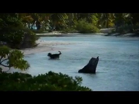 Uri paumotu (Tuamotu, Polynésie française - Juillet 2010)