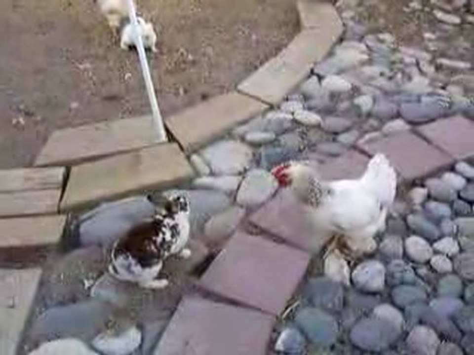 les lapins crétins vs les poules maboules